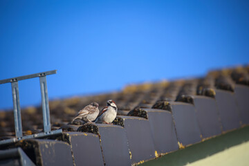 Ein Pärchen Sperlinge sitzen am Rand eines Daches.
