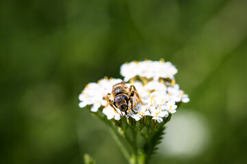 bee on flower