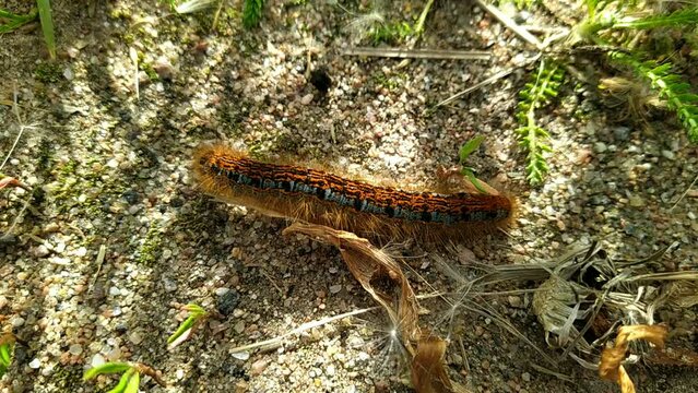 one big caterpillar closeup video