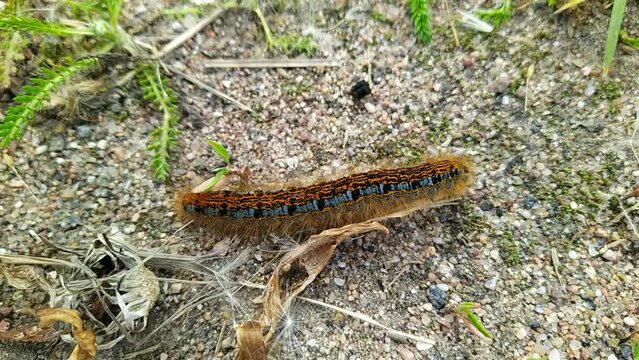 one big caterpillar closeup video