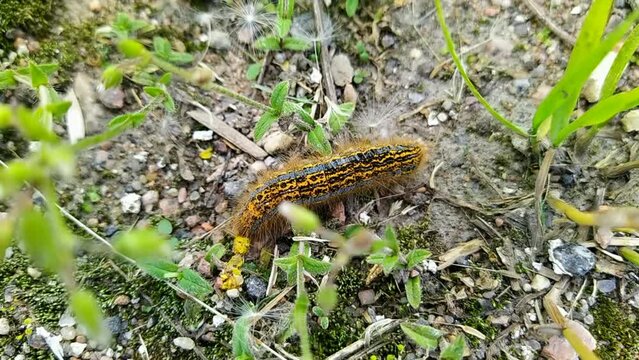one big caterpillar closeup video
