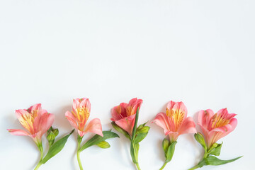 Festive summer background. Floral bottom border. Five flowers of alstroemeria isolated. Top view, flat lay. copy space