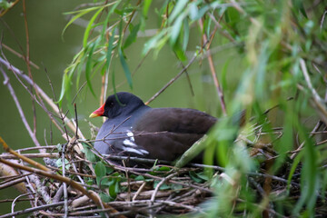 Ein brütendes Teichhuhn, eine Teichralle auf ihrem Nest.