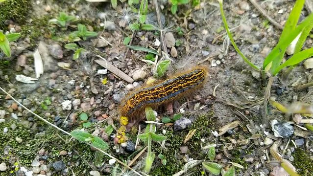 one big caterpillar closeup video