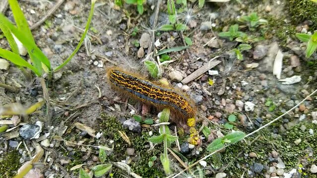 one big caterpillar closeup video