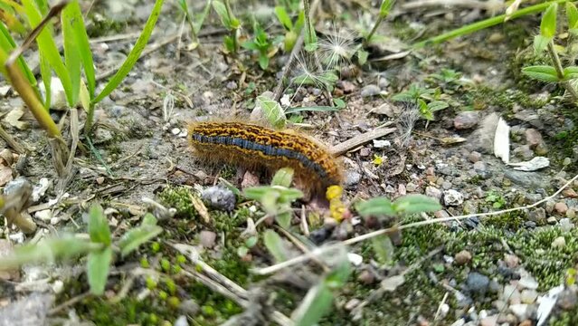 one big caterpillar closeup video