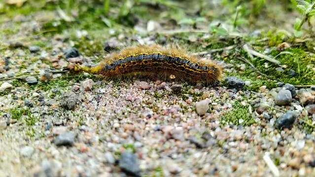 one big caterpillar closeup video