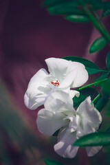 Closeup shot of White rose blossom beautifully in garden with blury background.