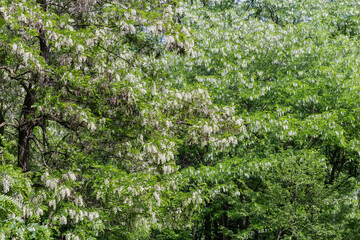 Fototapeta na wymiar Blooming black locust trees in the old park