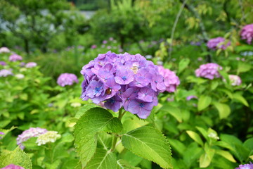 本光寺　あじさい祭り