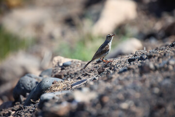 Portrait eines Kanarenpieper, Anthus berthelotii, ein Singvogel der Stelzen und Pieper.