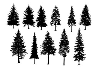Obraz premium Set silhouette of different pine trees, conifer tree silhouettes isolated on white background. Collection. Bundle of trees. Good for nature design or decoration template.
