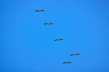 Images with pelicans from the natural environment, Danube Delta Nature Reserve, Romania.