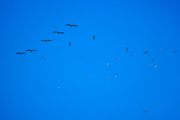 Images with pelicans from the natural environment, Danube Delta Nature Reserve, Romania.