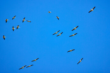 Images with pelicans from the natural environment, Danube Delta Nature Reserve, Romania.