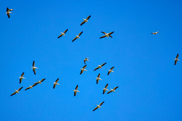 Images with pelicans from the natural environment, Danube Delta Nature Reserve, Romania.