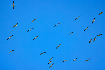 Images with pelicans from the natural environment, Danube Delta Nature Reserve, Romania.