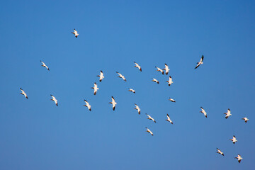 Images with pelicans from the natural environment, Danube Delta Nature Reserve, Romania.