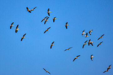Images with pelicans from the natural environment, Danube Delta Nature Reserve, Romania.