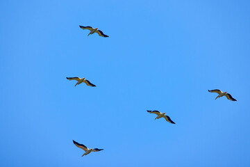 Fototapeta premium Images with pelicans from the natural environment, Danube Delta Nature Reserve, Romania.