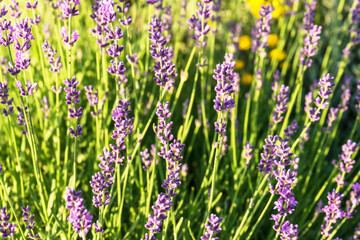 Lavender bush blossoming closeup. Selective focus
