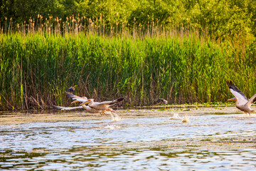 Images with pelicans from the natural environment, Danube Delta Nature Reserve, Romania.