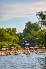 Images with pelicans from the natural environment, Danube Delta Nature Reserve, Romania.