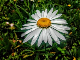 Obraz premium daisy flower