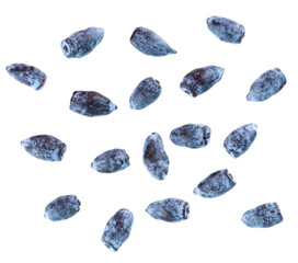 Honeysuckle isolated on white background. Ripe berries of honeysuckle. Clipping path. Top view.