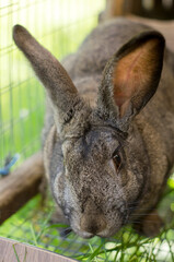 A rabbit in a cage chews grass. Breeding rabbits. Animal husbandry, household