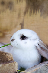 A small white rabbit in a cage chews grass