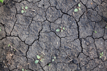 Dry cracked texture of the soil and the background of the soil. The concept of non-yield, climate change and drought.