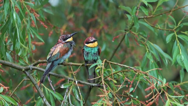 A pair of European Bee-eater (Merops apiaster) on a willow branch, the birds are completely soaked from the rain.