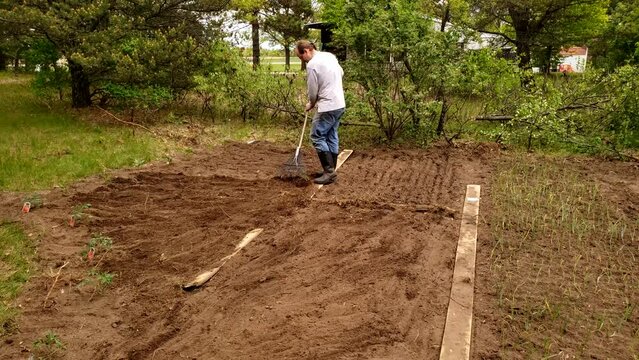 Man in jeans wearing boots and glasses raking soil to cover just planted seeds like beets and carrots in his back yard garden.