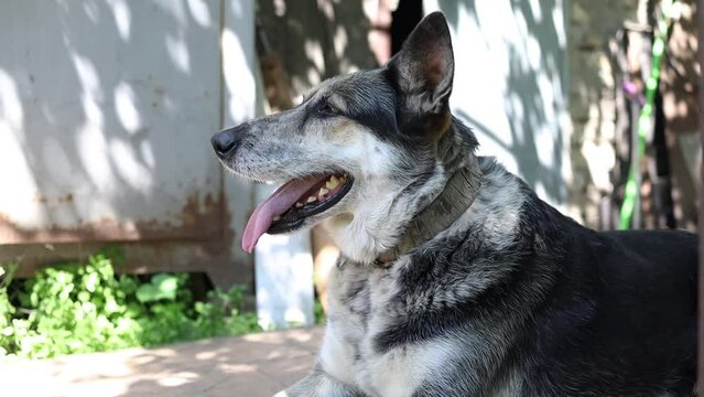 A large beautiful Eastern European shepherd dog sits in the yard