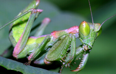 Praying Mantis, European mantis, Sierra de Guadarrama National Park, Segovia, Castilla y León, Spain, Europe