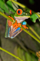 Red-eyed Tree Frog, Agalychnis callidryas, Tropical Rainforest, Costa Rica, Central America, America