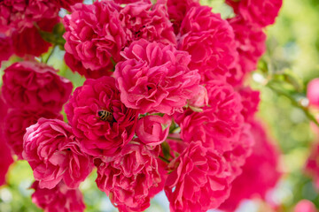 Pink weaving rose with bee in flower close up. Quality image for your project