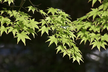 新緑のモミジ　葉模様