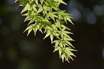 新緑のモミジ　葉模様