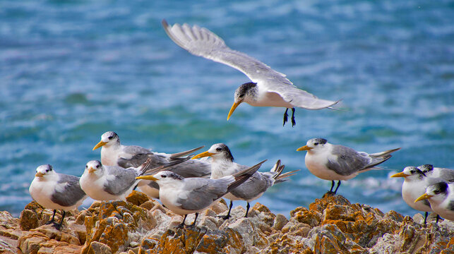 Greater Crested Tern, Thalasseus bergii, Walker Bay Nature Reserve, Gansbaai, Western Cape, Atlantic Ocean, South Africa, Africa