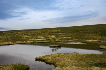 Fototapeta na wymiar A pond with swans surrounded by meadows in Northern Iceland