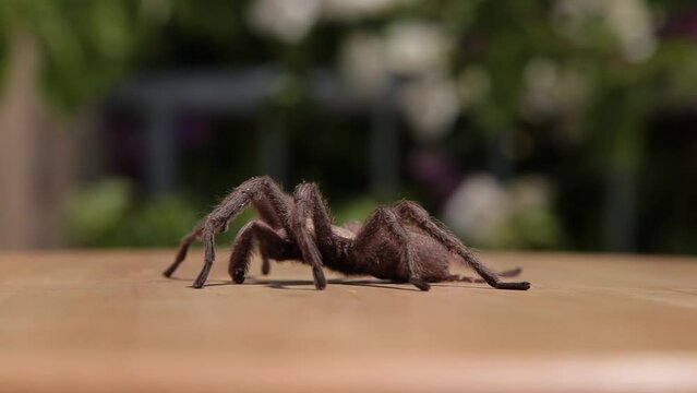 European tarantula spider spinning on a turntable