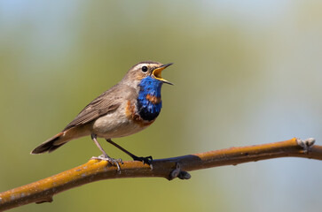 Bluethroat, Luscinia svecica. Close-up of a bird, the male sings on a beautiful background