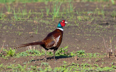 Ring-necked Pheasant, Phasianus colchicus. The male walks cautiously through the vegetable garden
