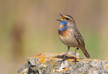 Bluethroat, Luscinia svecica. The male sings while sitting on a beautiful rock