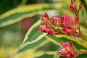 The bright red nerium oleander flowers are so beautiful