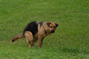 shepherd pooping in the park
