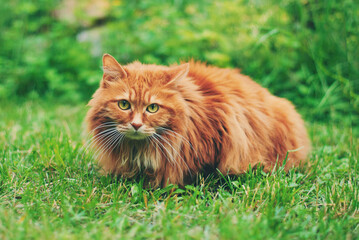 Cute red cat outside