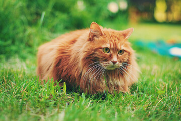 Cute red cat outside - 512560361